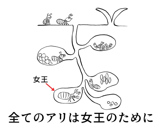 瘴奸と蟻の関係